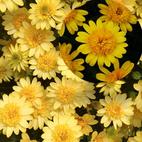 Osteospermum ecklonis 'Erato® Double Yellow' - Eckloni kuldkakar 'Erato® Double Yellow' P9/0,55L